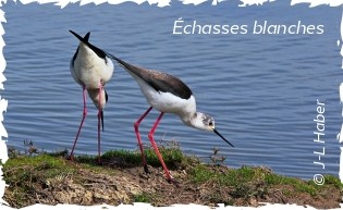 Le Domaine des oiseaux